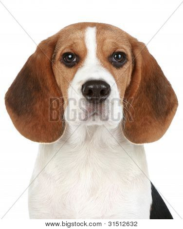 Beagle Welpen PortrÃ¤t. isoliert auf weiÃŸem Hintergrund