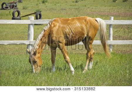 Beautiful Red Horse Grazing In The Meadow In Summer.