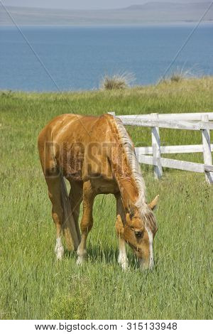 Beautiful Red Horse Grazing In The Meadow In Summer.