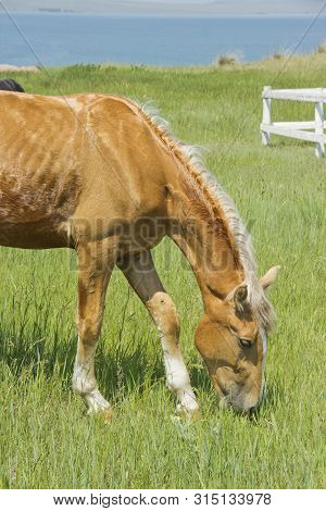 Beautiful Red Horse Grazing In The Meadow In Summer.