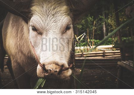 Detailed Close-up Of A White Buffalo. Beautiful Buffalo Is Back Horn Tied With Rope On Ground