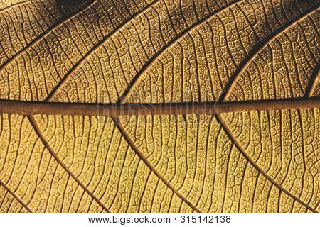 Dried Leaf; Fine Details And Very High-res For Backgrounds. Extreme Close-up Macro Of An Autumn Leaf