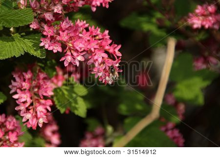 Bee sad på blomster