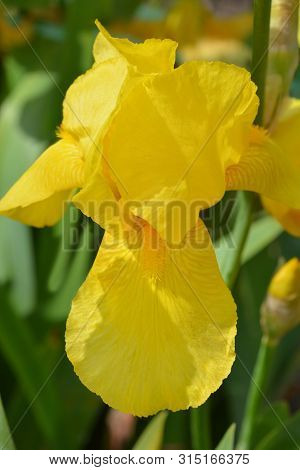 Tall Bearded Iris Fox Fire Flower - Latin Name - Iris Barbata Elatior Fox Fire