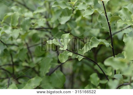 Kohuhu Leaves - Latin Name - Pittosporum Tenuifolium