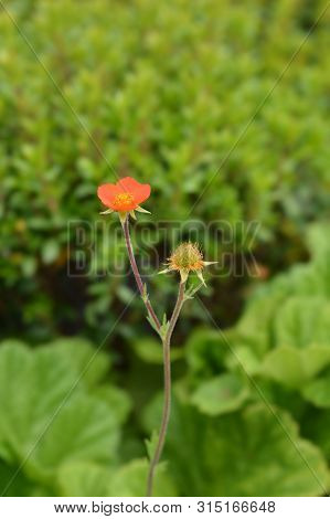 Dwarf Orange Avens Flower - Latin Name - Geum Coccineum