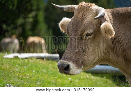 Cow Face , Selective Focus On A Mountain Side.vall De Nuria In Catalan Pyrenees, Spain.