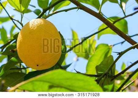 Lemon Fruit Hanging On A Tree Branch