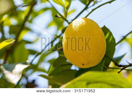 Lemon On A Branch On A Sky Background