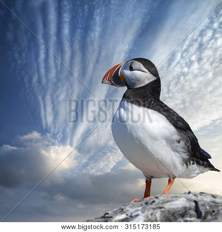 Beautiful Atlantic Puffin Or Comon Puffin Fratercula Arctica In Northumberland England On Bright Spr