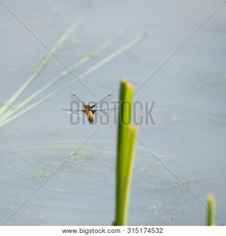 Beautiful Image Of Female Broad Bodied Chaser Dragonfly Libellula Depressa In Flight Near Reeds In W