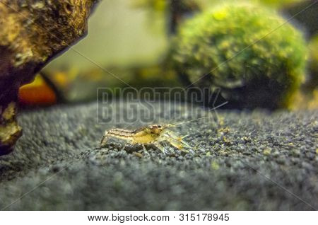 Macro Shot Of A Small Freshwater Crayfish In Aquatic Ambiance