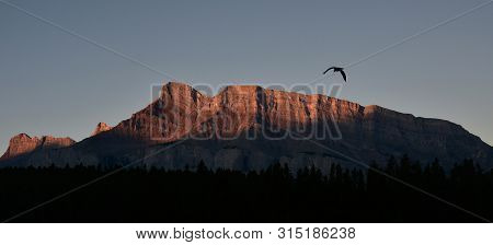 Flying Bird Above The Tunnel Mountain During Sunrise  In The Rocky Mountains, Banff National Park, A