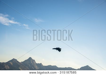 A Raven Hovering Over The Rocky Mountains Around Banff Gondola, Banff National Park, Alberta, Canada