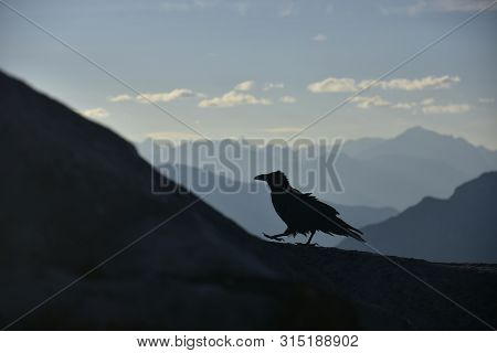 Walking Raven On The Top Of The Peak Around Banff Gondola In The Rocky Mountains, Banff National Par
