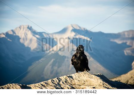 Courious Raven On The Top Of The Peak Around Banff Gondola In The Rocky Mountains, Banff National Pa