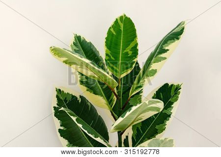 Variegated Ficus Elastica Varieties Variegata, Or Robusta Tineke. Plant With Tricolor Leaves.
