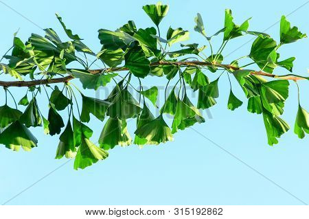 Ginkgo Biloba Branch With Green Leaves Against A Blue Sky. Empty Place For Text, Copy Space.