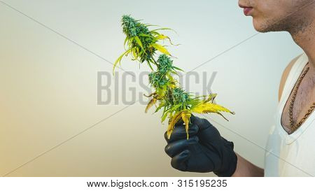The Young Person Hold In His Hand Madical Marijuana Buds, Close-up. Fresh Cannabis Buds, Harvest.