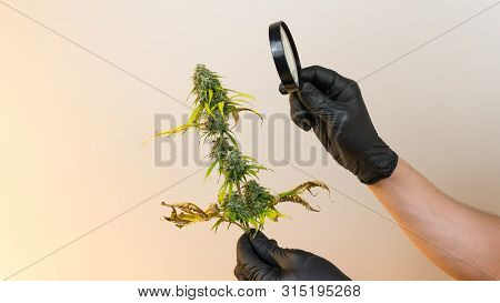 The Young Person Hold In His Hand Madical Marijuana Buds And Looking With Magnifier, Close-up. Fresh