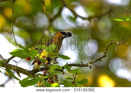 The Cedar Waxwing (bombycilla Cedrorum)in Mulberry Tree.the Mulberry Tree Offers Food  For Many Bird