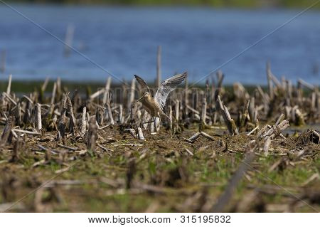 The Short-billed Dowitcher (limnodromus Griseus),shorebird In The Marsh. Adult Birds In Summer