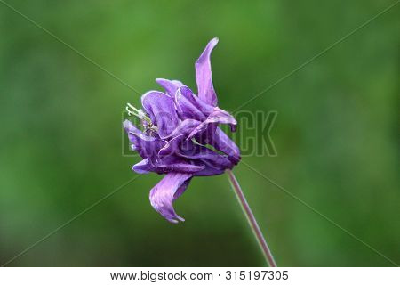 Single Common Columbine Or Aquilegia Vulgaris Or European Columbine Or Grannys Nightcap Or Grannys B