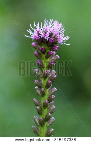 Single Dense Blazing Star Or Liatris Spicata Or Prairie Gay Feather Herbaceous Perennial Flowering P