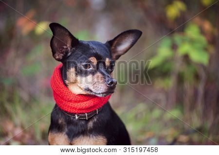 Smart Dog  Terrier With Ideal Data Stands In The Autumn Forest.wearing A Red Scarf. Picturesque Port