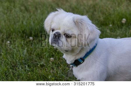 Portrait Cute Small White Young Puppy Pekinese