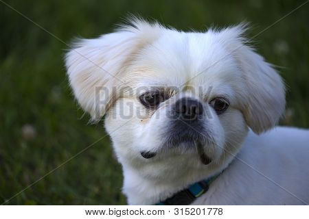 Portrait Cute Small White Young Puppy Pekinese