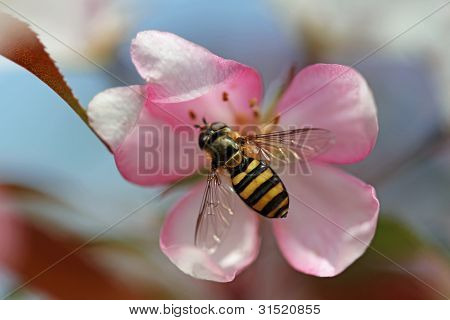 Abeja sobre una flor de Manzano