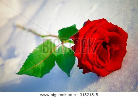 Red Rose On Snow.