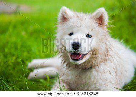 Funny Samoyed Puppy Dog Muzzle In The Garden On The Green Grass