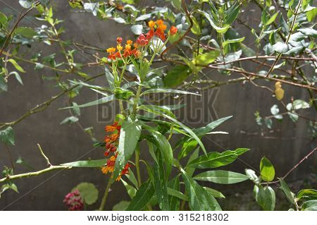 A Wet Bunch Of Hybrid Flowers, Algeria