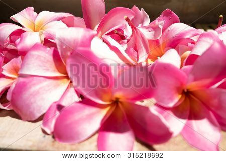 Tropical Flowers Frangipani Plumeria, Leelawadee. The Spa. Peace And Tranquility