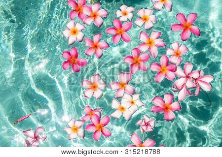 Tropical Flowers Frangipani Plumeria, Leelawadee Floating In The Water. The Spa Pool. Peace And Tran