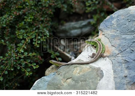 The European Green Lizard Lacerta Viridis. Reptile Close Up. Lizard Close Up Shot. Nature Background