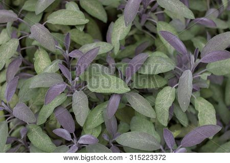 Purple Sage Foliage Background With Green And Mauve Leaves