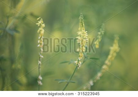 Yellow Flower Of Herbal Melilotus Officinalis In The Field