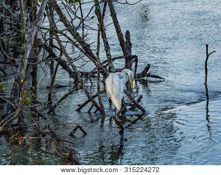 Great Egret Posing In A Background Of Blue Ripple Textured Water And Tangled Mangrove Roots In Flori