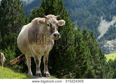 Cow Gazing On A Mountain Side. Vall De Nuria, Catalan Pyrenees, Spain.