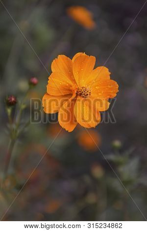 Beautiful Flower Tsiniya From The Summer Garden