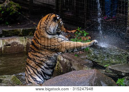 Tiger Playing With Water From A Hose In The Park.