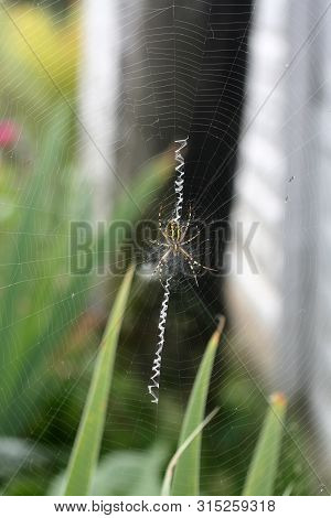 A Spider Is Repairing A Torn Web. Latka On The Web.