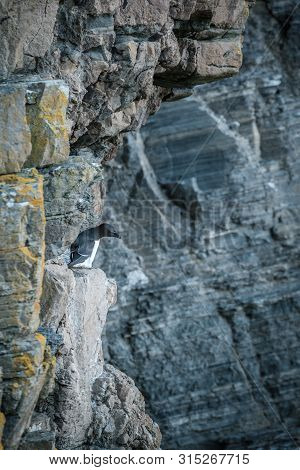 A Razorbill Perched On The Steep Cliffs At Whaligoe Harbour Near Wick In Caithness In Scotland