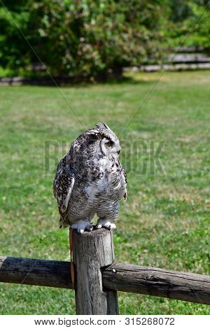 A Closeup Of Great Horn Owl Perching On The Stud.     
Langley Bc Canada
