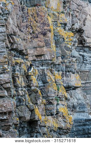 A Razorbill Perched On The Steep Cliffs At Whaligoe Harbour Near Wick In Caithness In Scotland