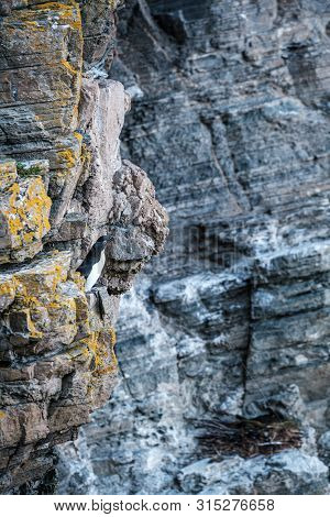 Two Razorbills Perched On The Steep Cliffs At Whaligoe Harbour Near Wick In Caithness In Scotland