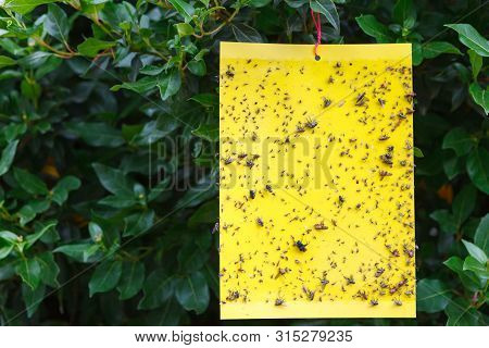 Yellow Sticky Insect Trap Hanging On The Tree